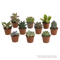 10-Pack Costa Farms Growers Choice Assorted Succulents in 2-in Pot Deals